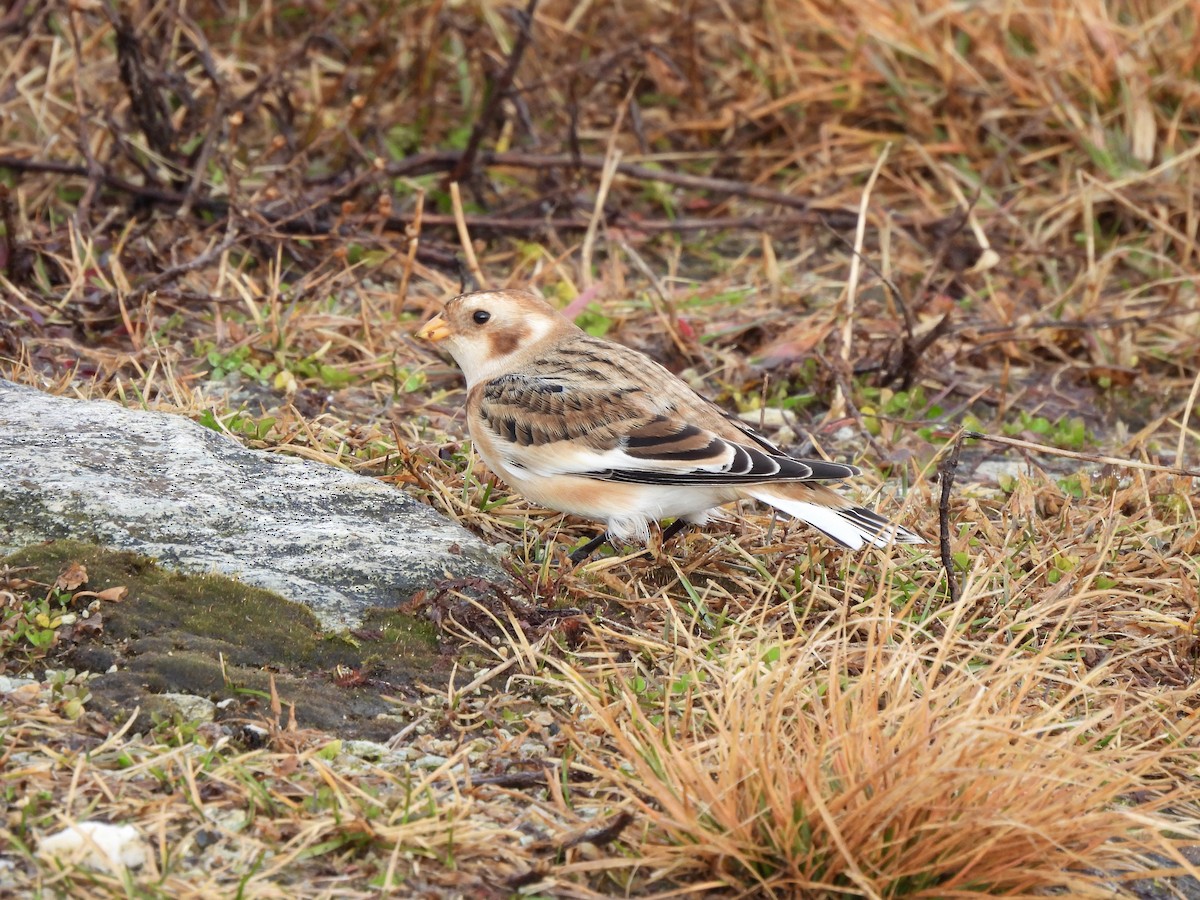 雪鵐 - ML645657845