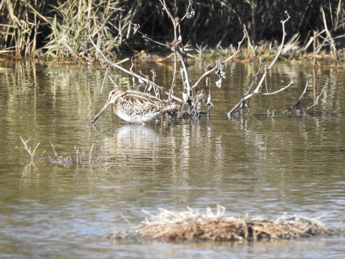 bekasina otavní - ML645657846