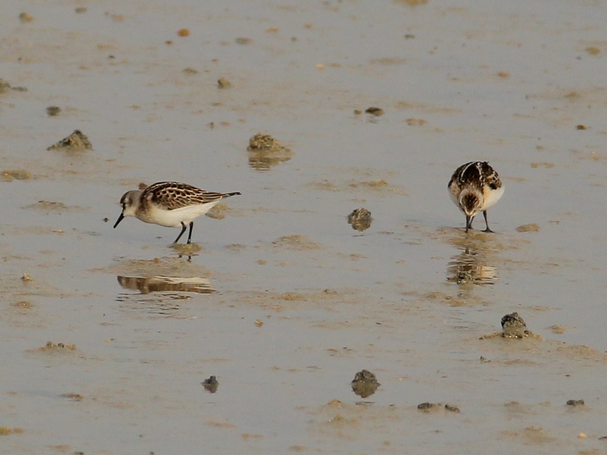 Little Stint - ML645657853