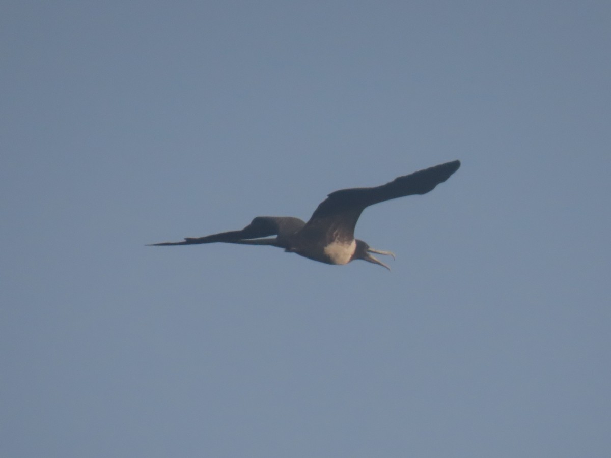 Frégate superbe - ML645657854