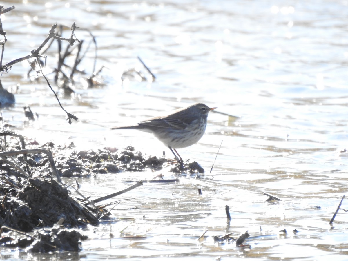 linduška horská - ML645657856