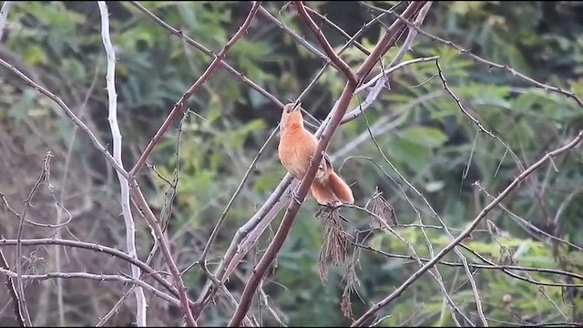 Orange-breasted Thornbird - ML645657860