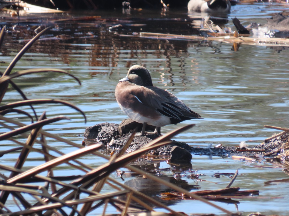 American Wigeon - ML645657864