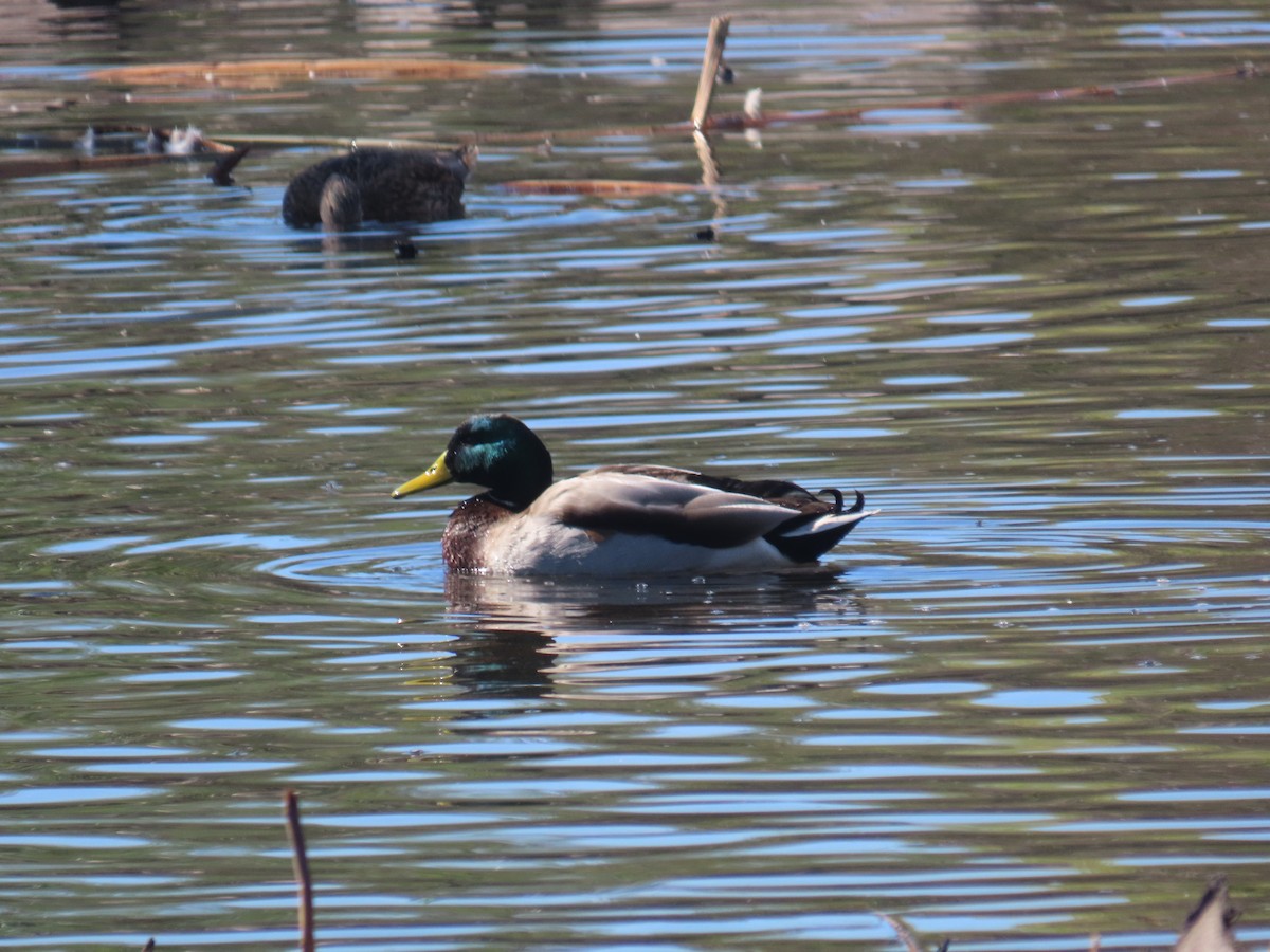 Mallard - ML645657868