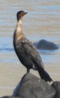 Double-crested Cormorant - ML645657875