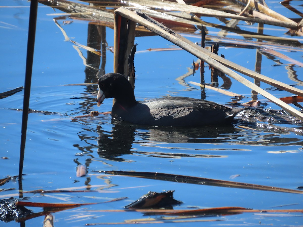 American Coot - ML645657876