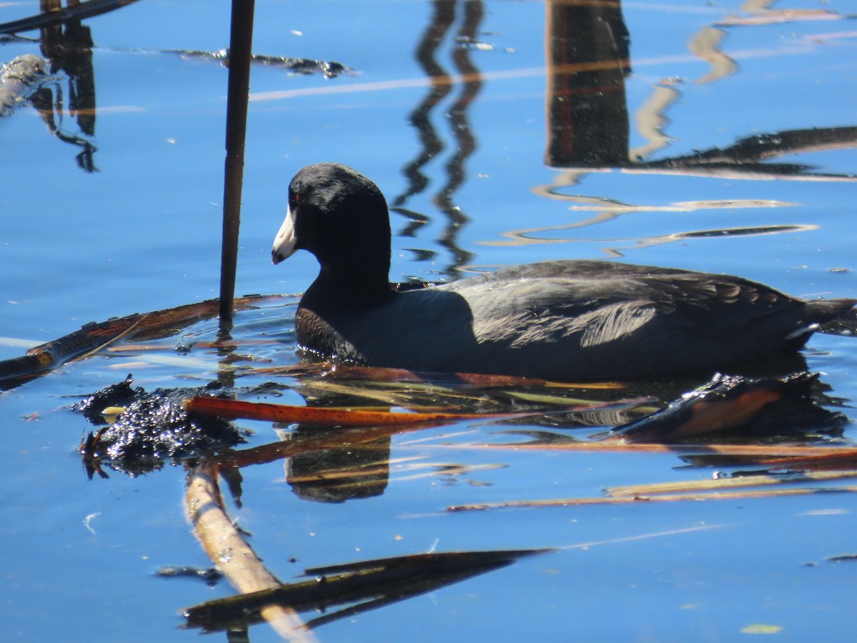 American Coot - ML645657877