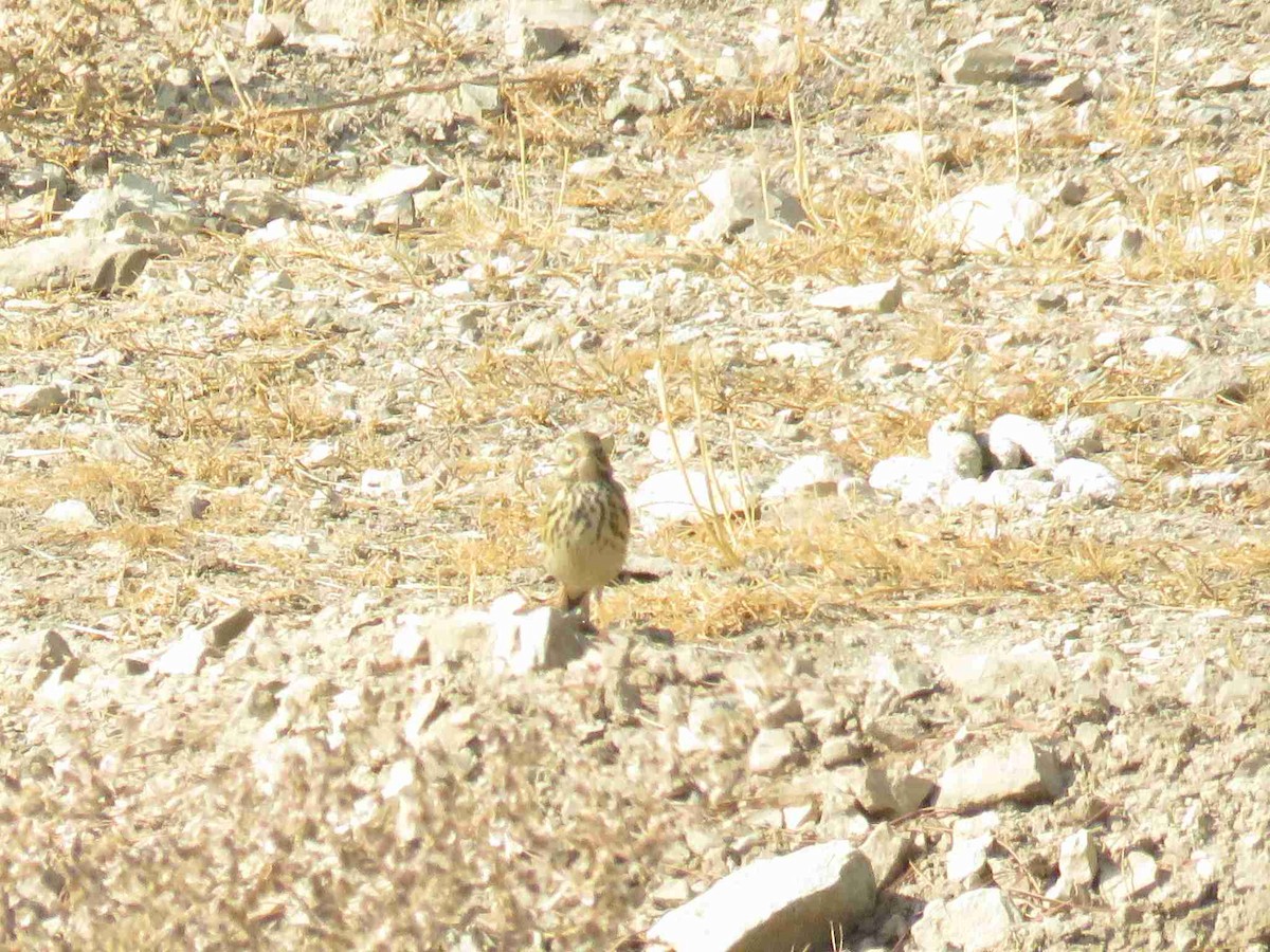 Meadow Pipit - ML645657890