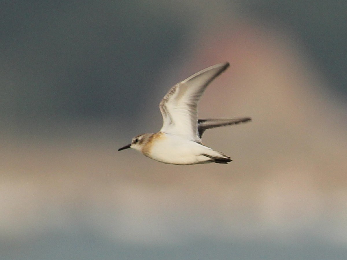 Little Stint - ML645657891