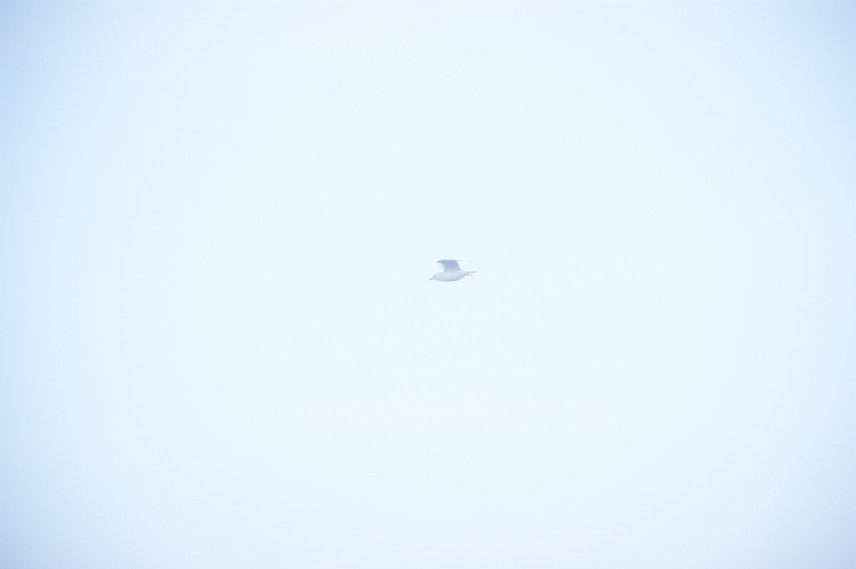 ユリカモメ - ML645657893