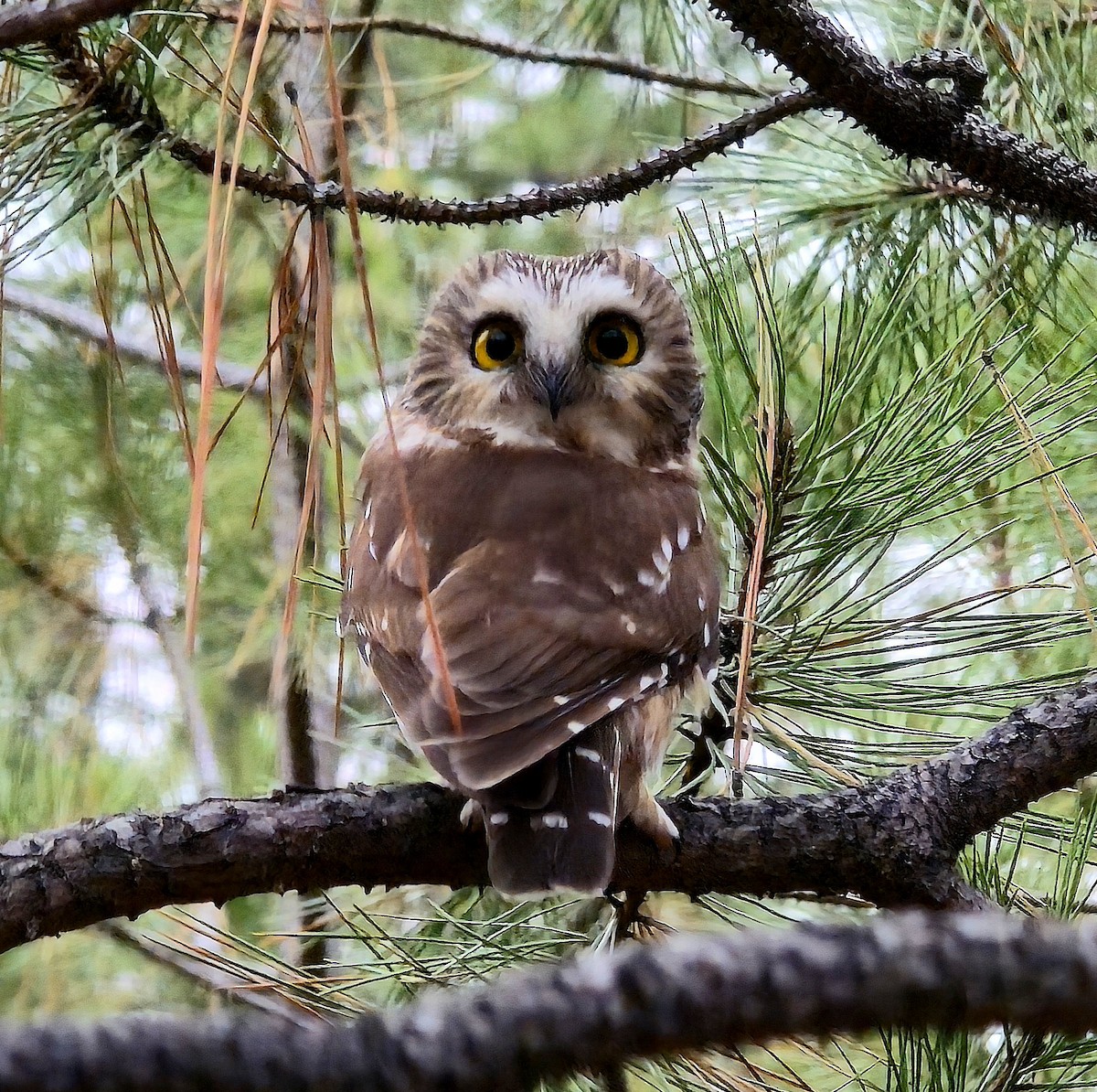 Northern Saw-whet Owl - ML645657894