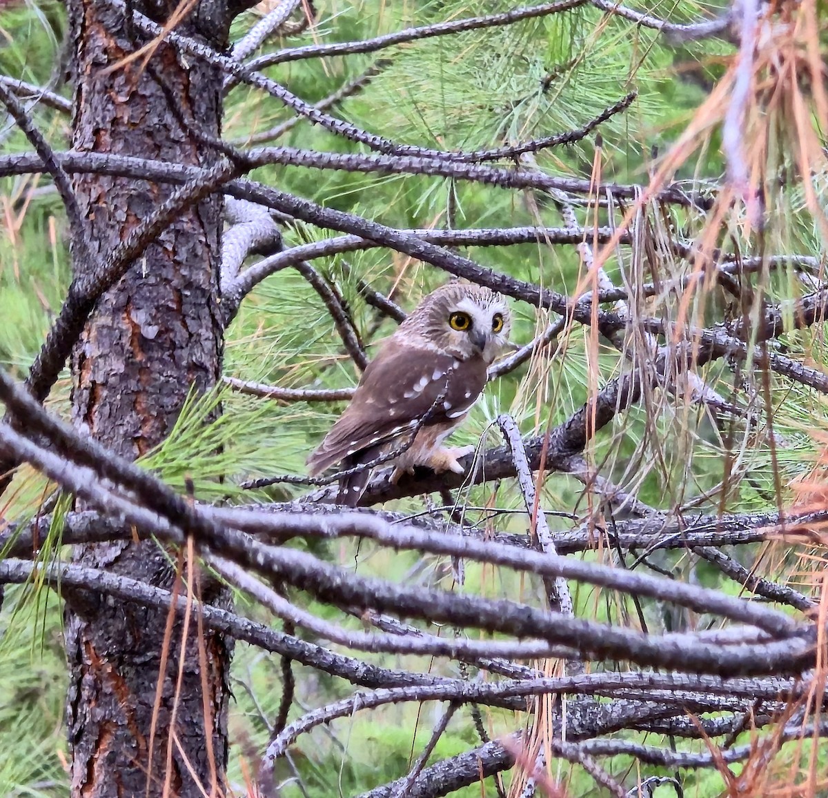 Northern Saw-whet Owl - ML645657906