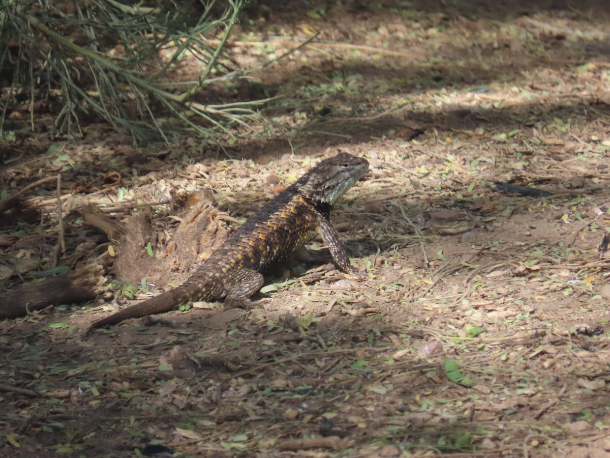 Reptiles - ML645657909