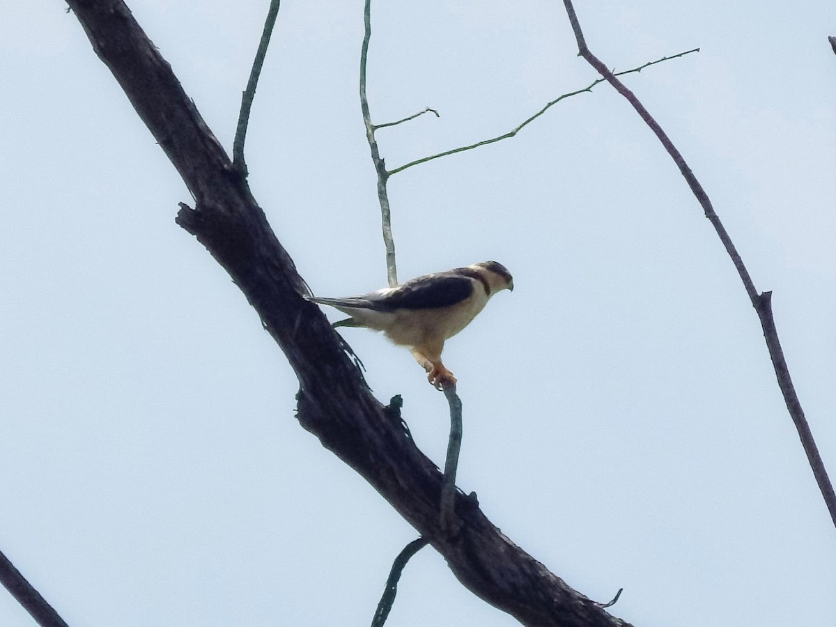 Pearl Kite - ML645657913