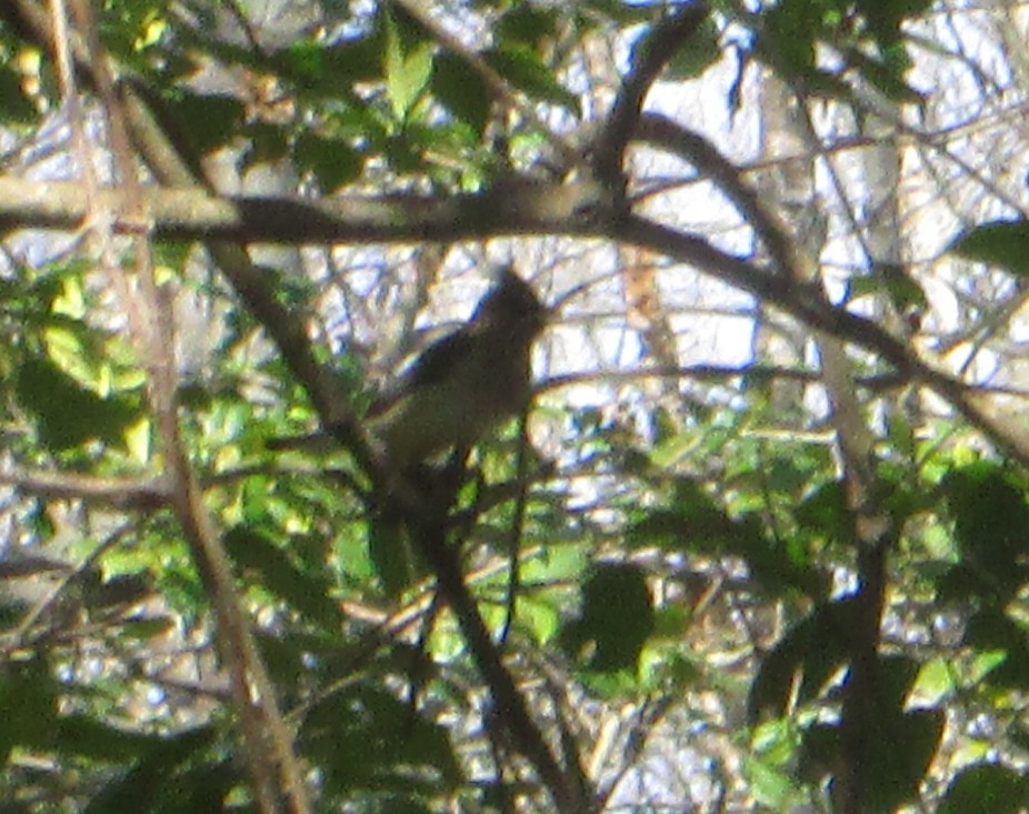 Cedar Waxwing - ML645657925