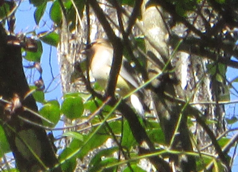 Cedar Waxwing - ML645657926