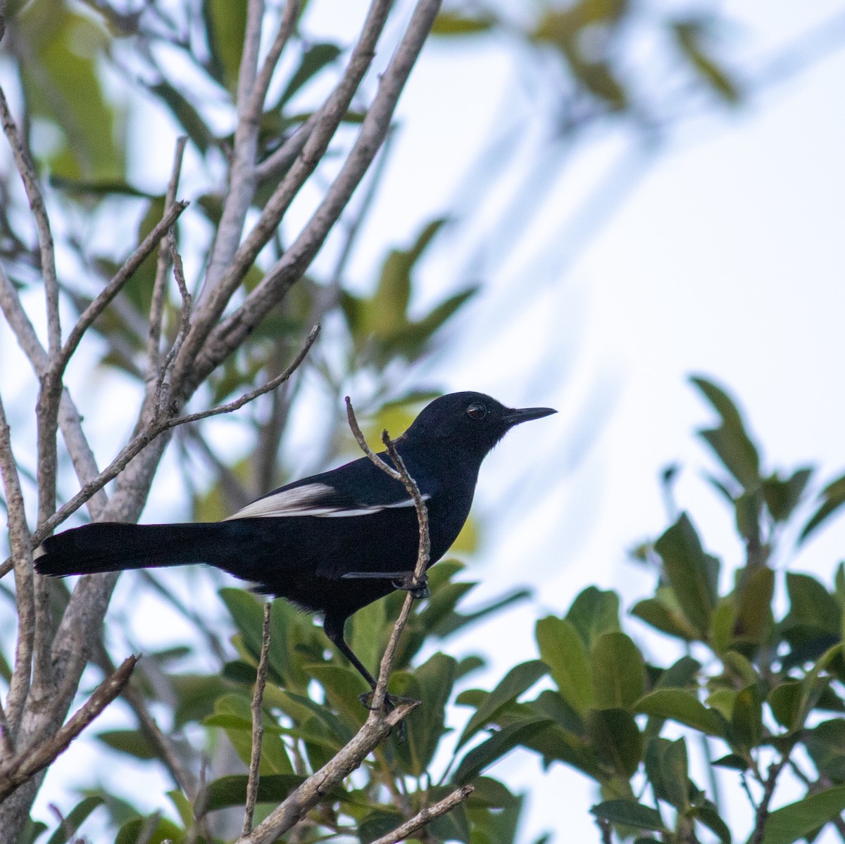 Black Catbird - ML645657931