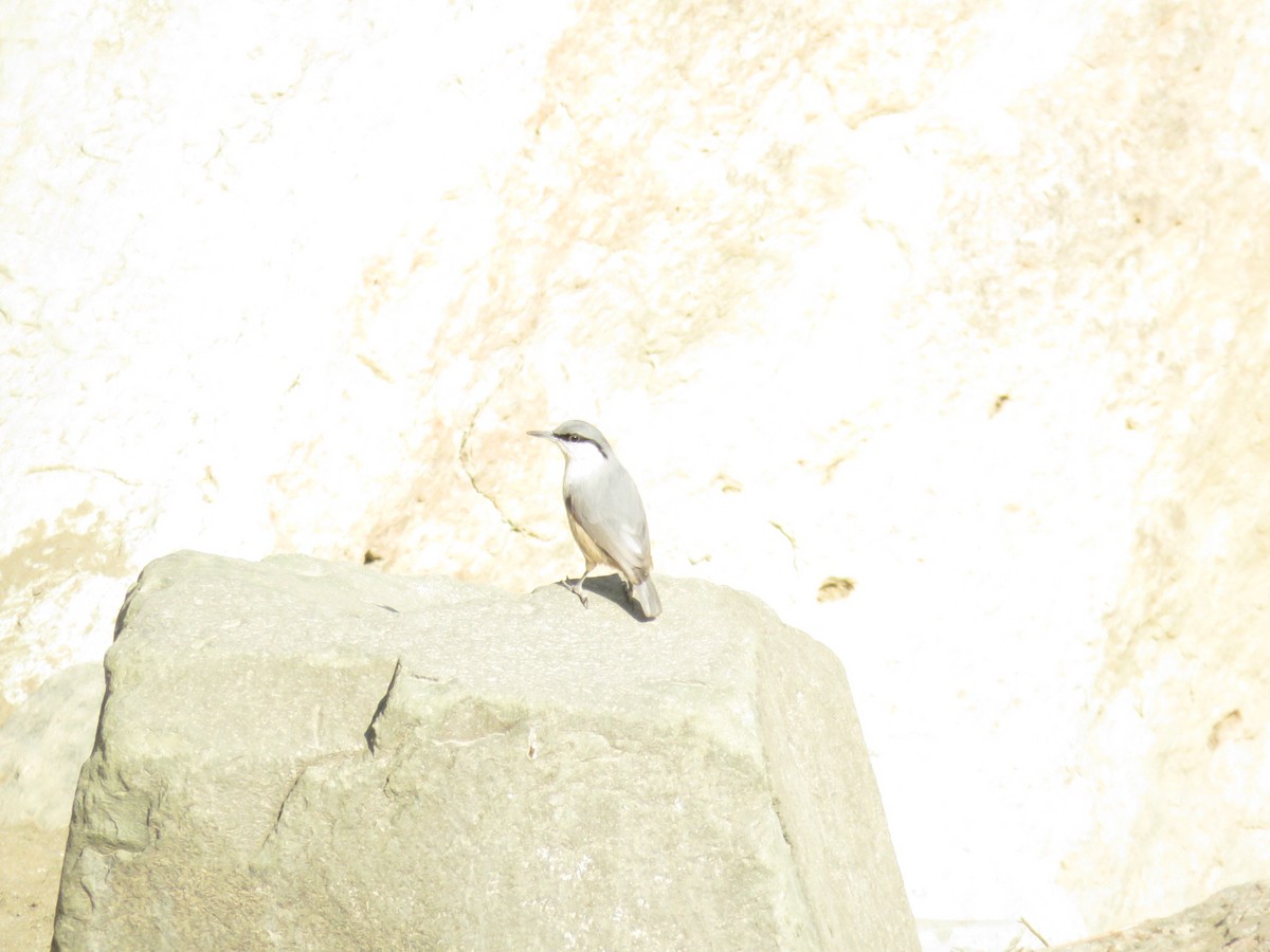 Western Rock Nuthatch - ML645657942