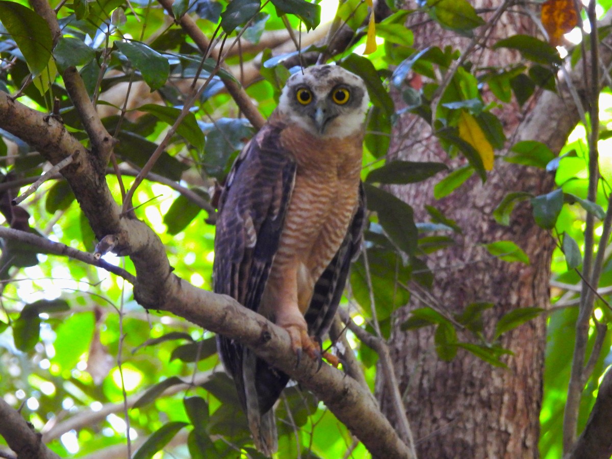 Nínox Rojizo - ML645657945