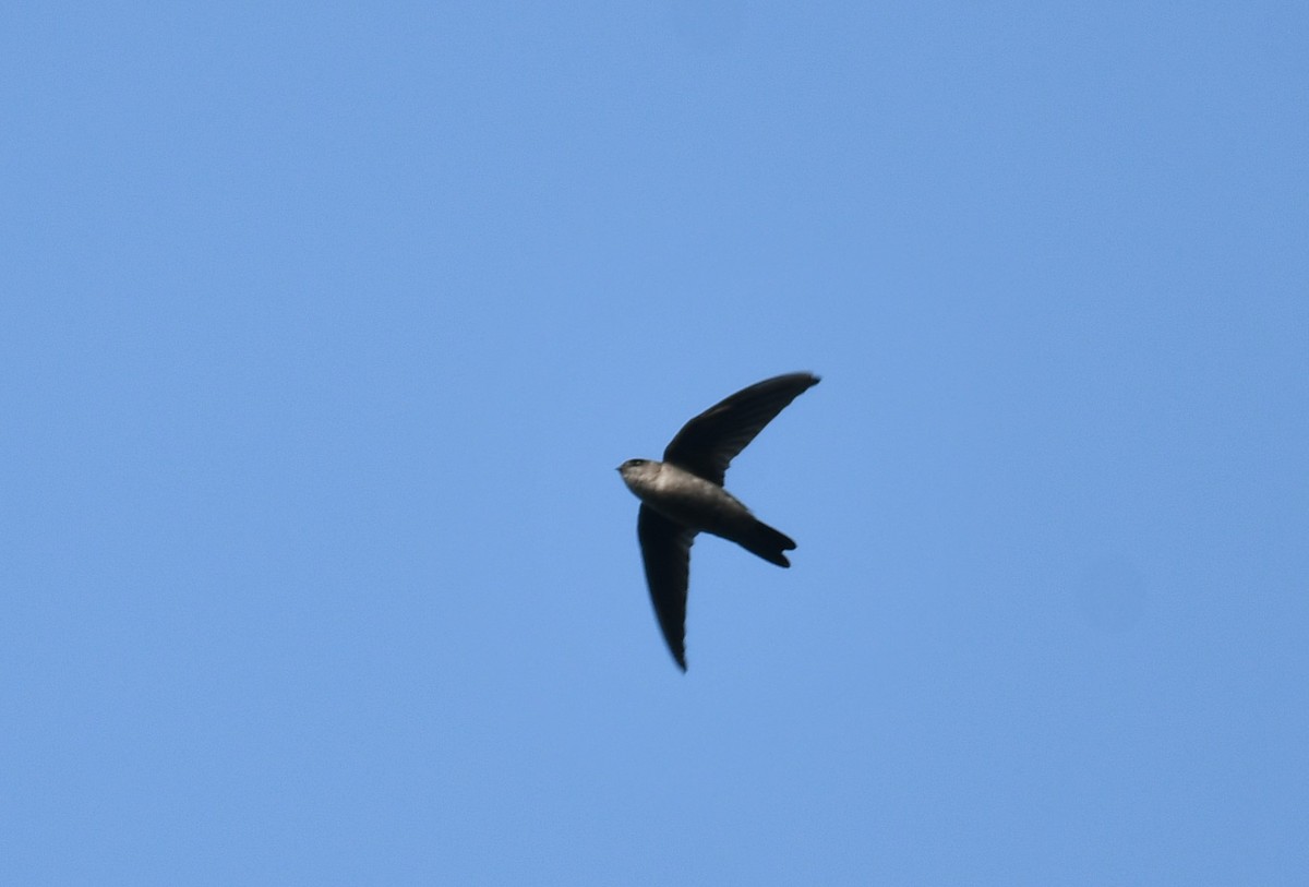 Indian Swiftlet - ML645657947