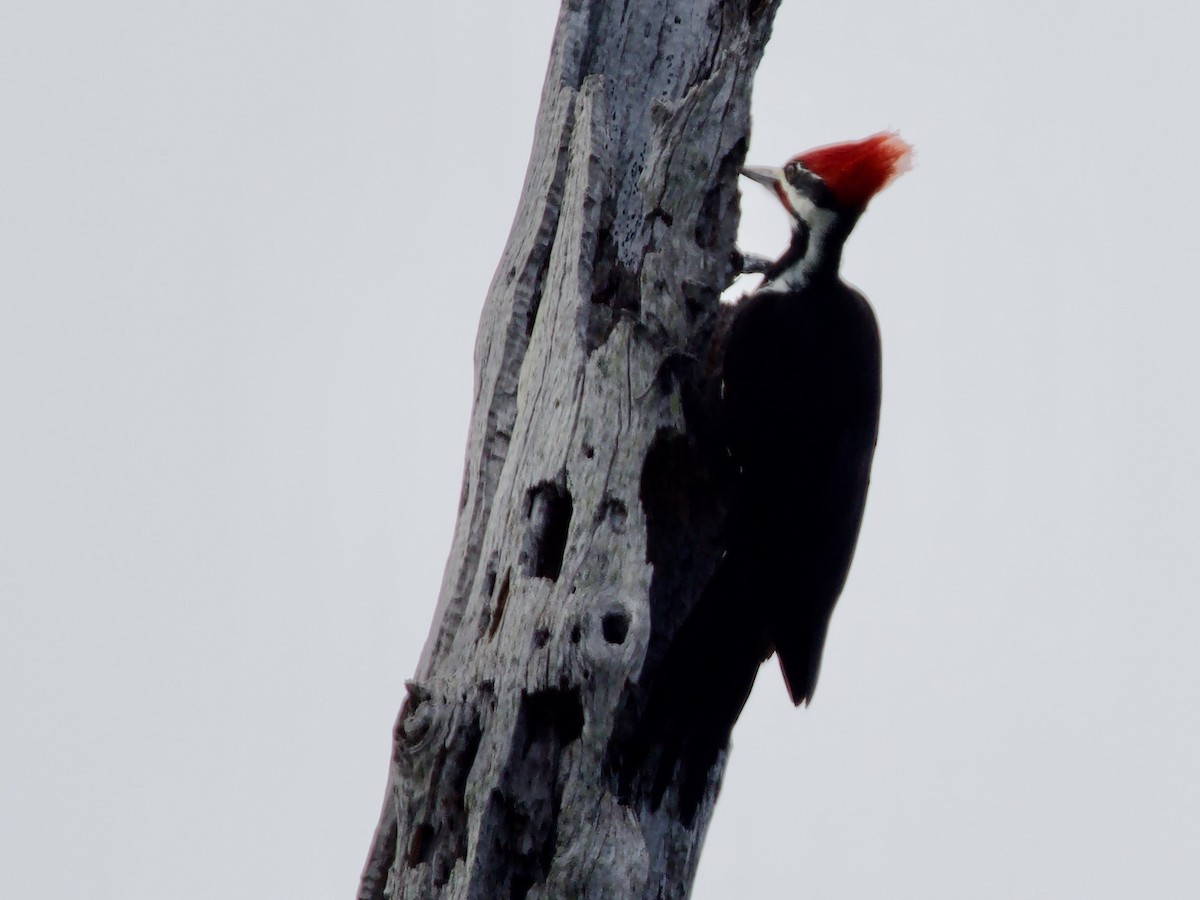 Pileated Woodpecker - ML645657948