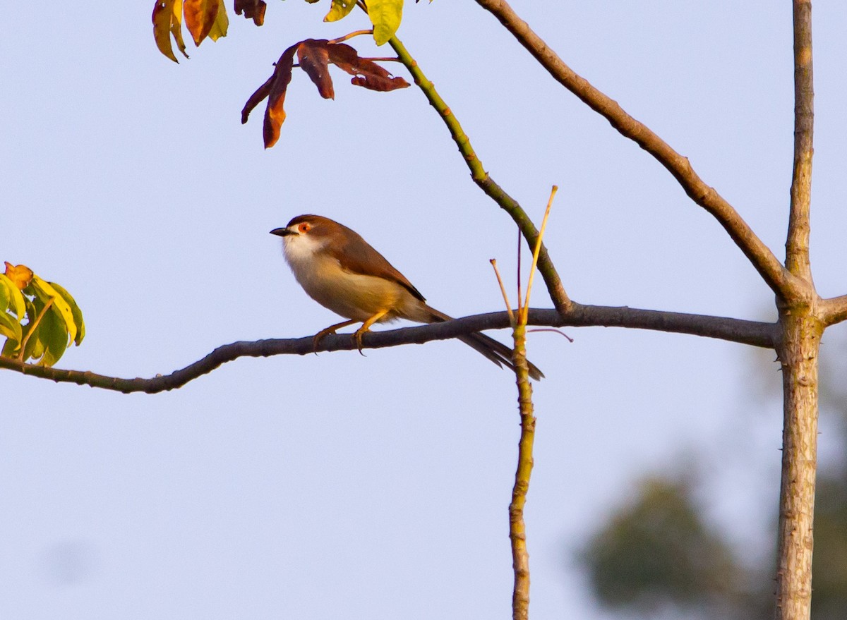 Yellow-eyed Babbler - ML645657952