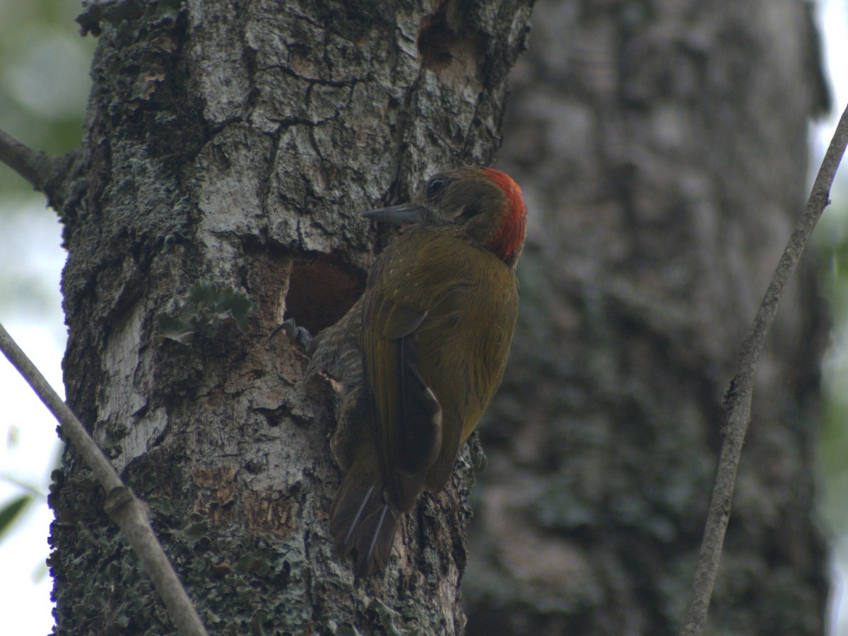 Little Woodpecker - ML645657960