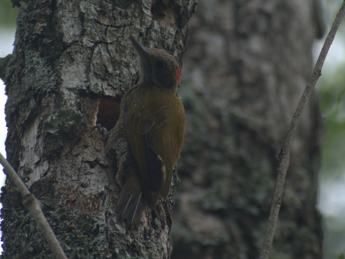 Little Woodpecker - ML645657961