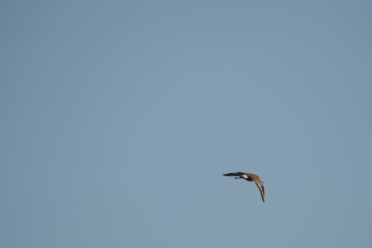 Black-tailed Godwit - ML645657964