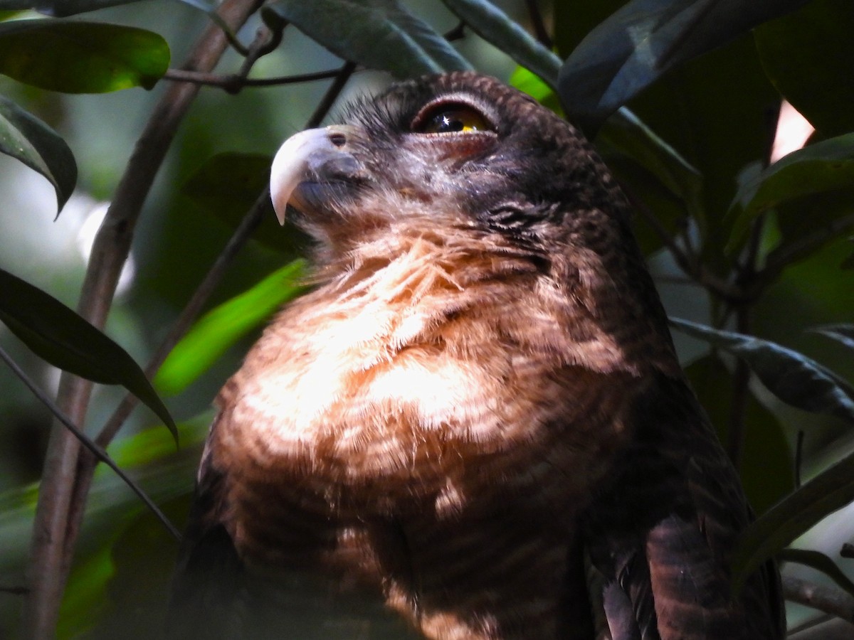 Nínox Rojizo - ML645657967