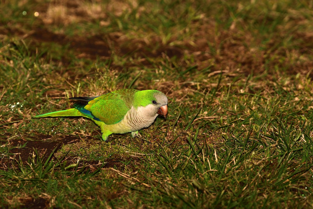 Monk Parakeet - ML645657970