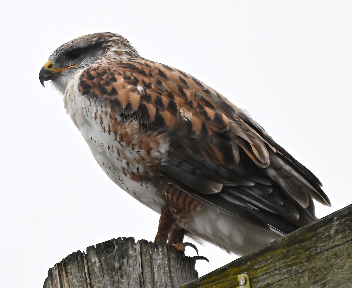 káně královská - ML645657980