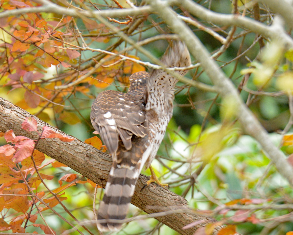 Gavilán de Cooper - ML645657982