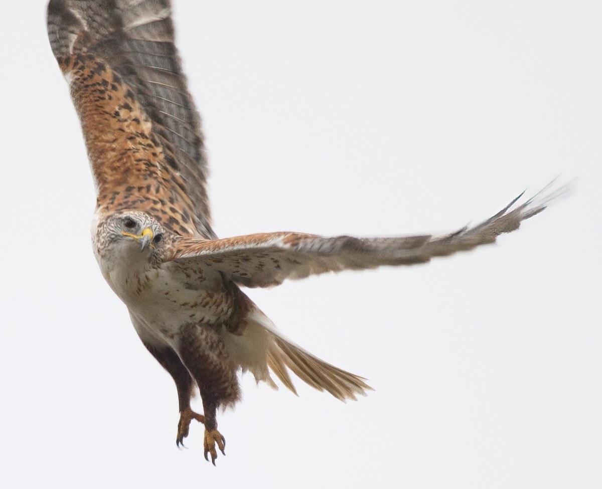 káně královská - ML645657988