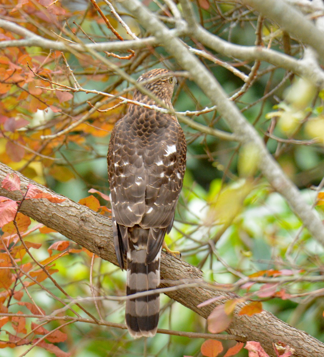 Gavilán de Cooper - ML645657989