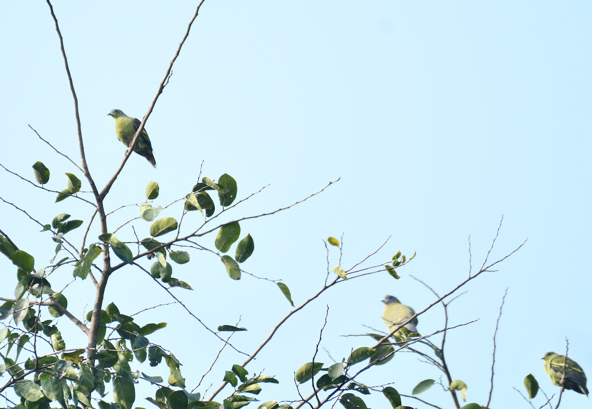 Gray-fronted Green-Pigeon - ML645657997