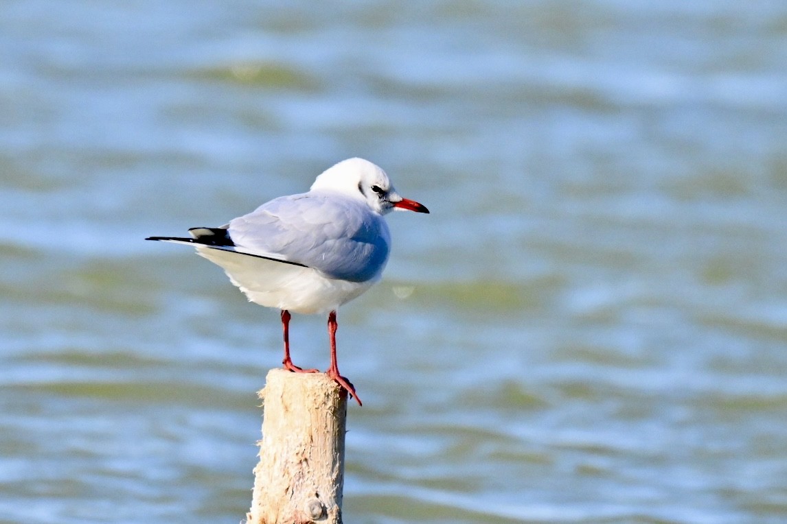 ユリカモメ - ML645657999