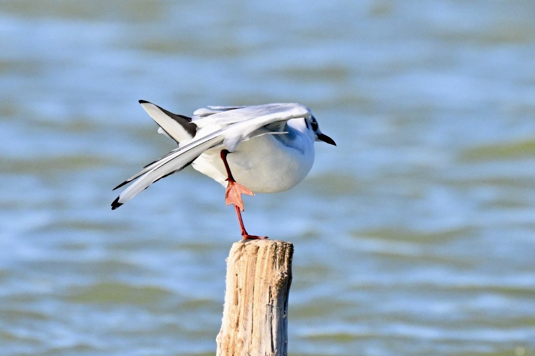 ユリカモメ - ML645658000