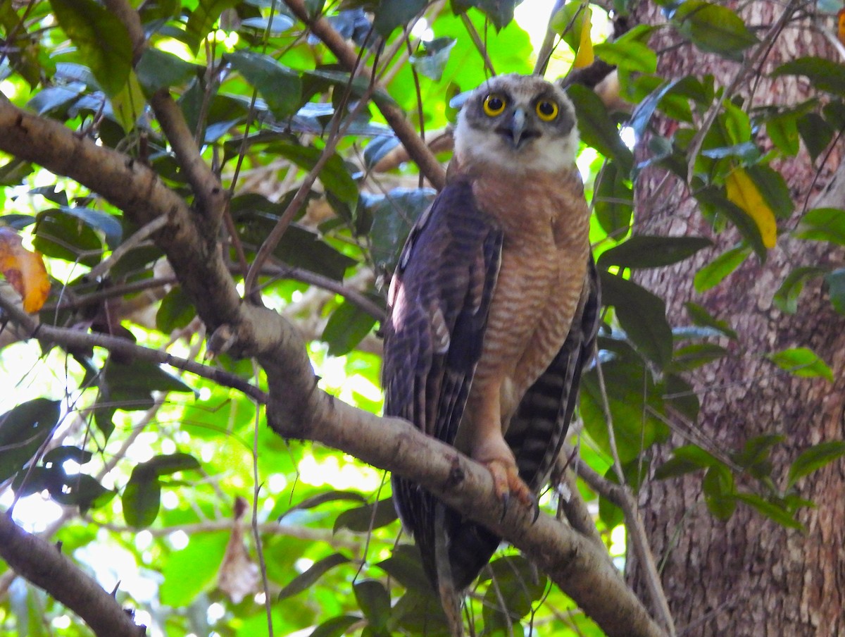 Nínox Rojizo - ML645658002