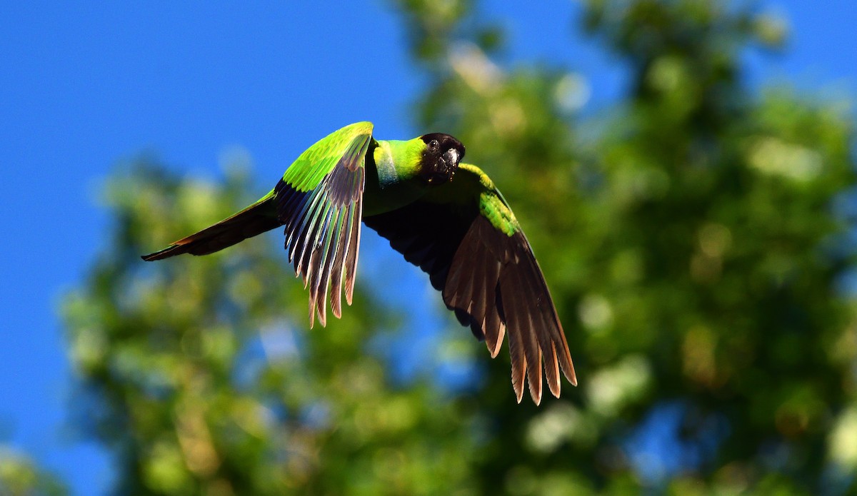 Nanday Parakeet - ML645658008