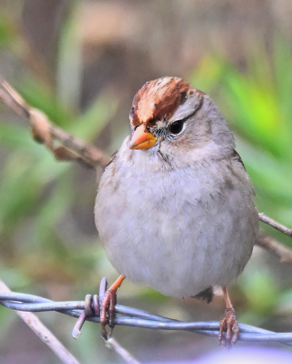 White-crowned Sparrow - ML645658011