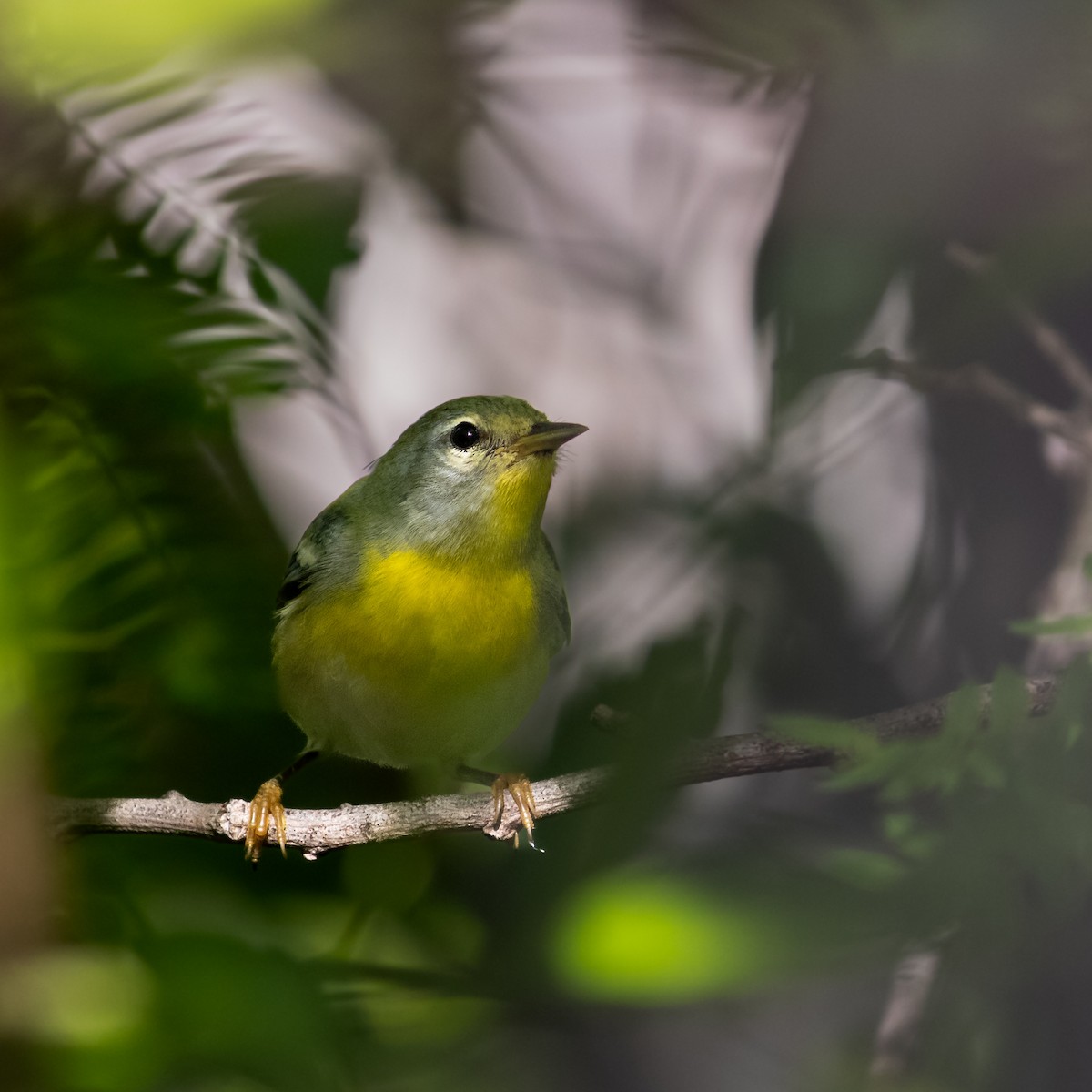 פרולה צפונית - ML645658022