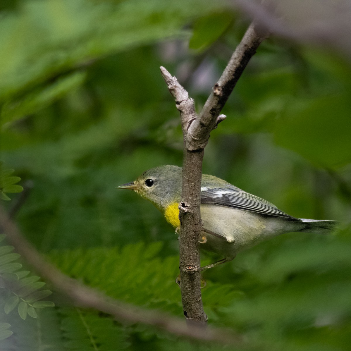 פרולה צפונית - ML645658023