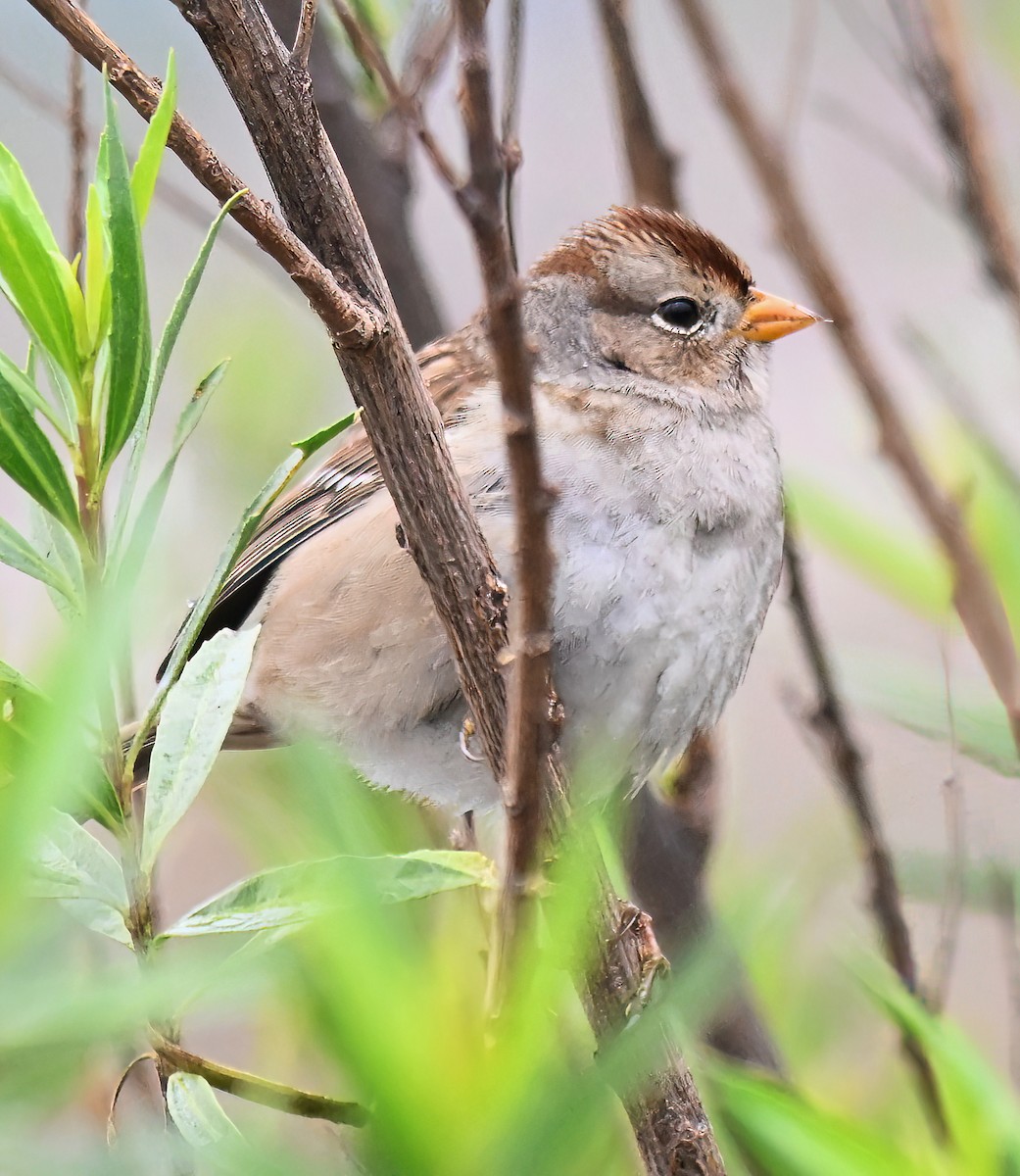 White-crowned Sparrow - ML645658029
