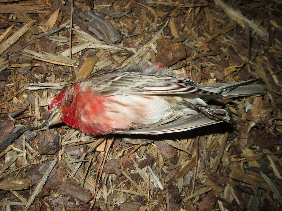 House Finch - ML645658032