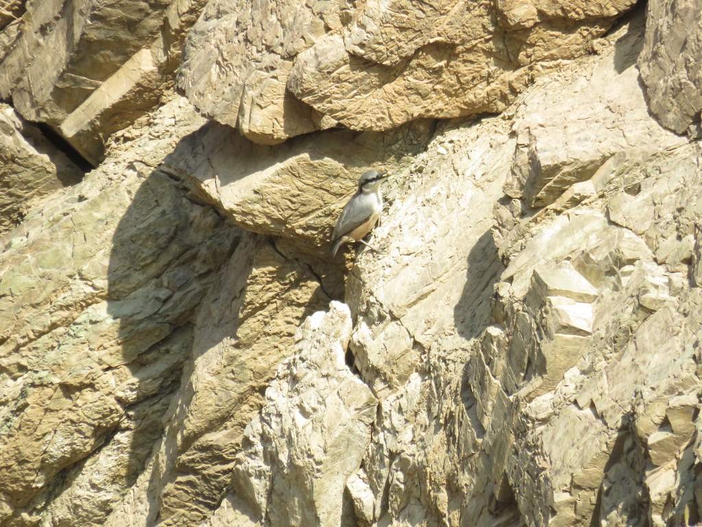 Western Rock Nuthatch - ML645658033
