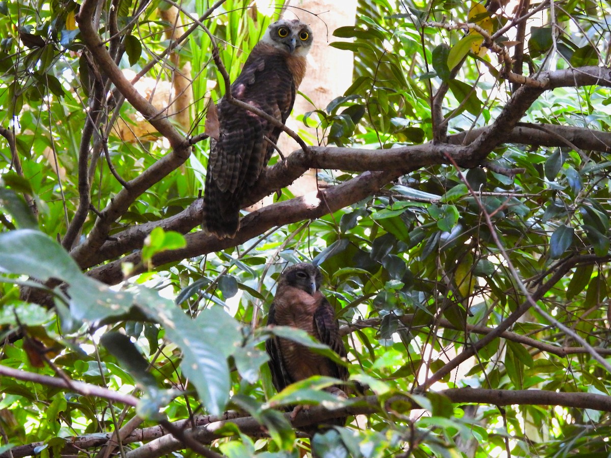 Nínox Rojizo - ML645658034