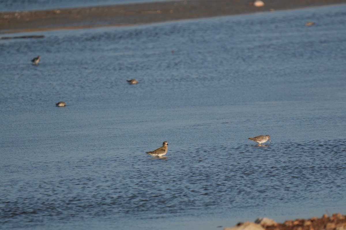 Сивка звичайна - ML645658042