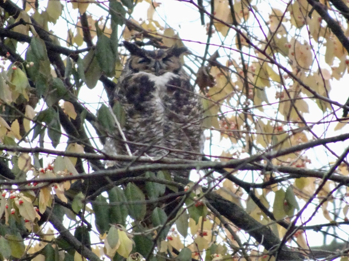 výr virginský - ML645658045