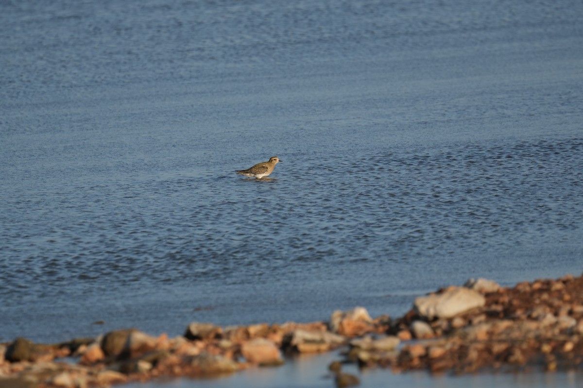 Сивка звичайна - ML645658050